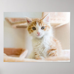 Poster Kitten orange et blanc