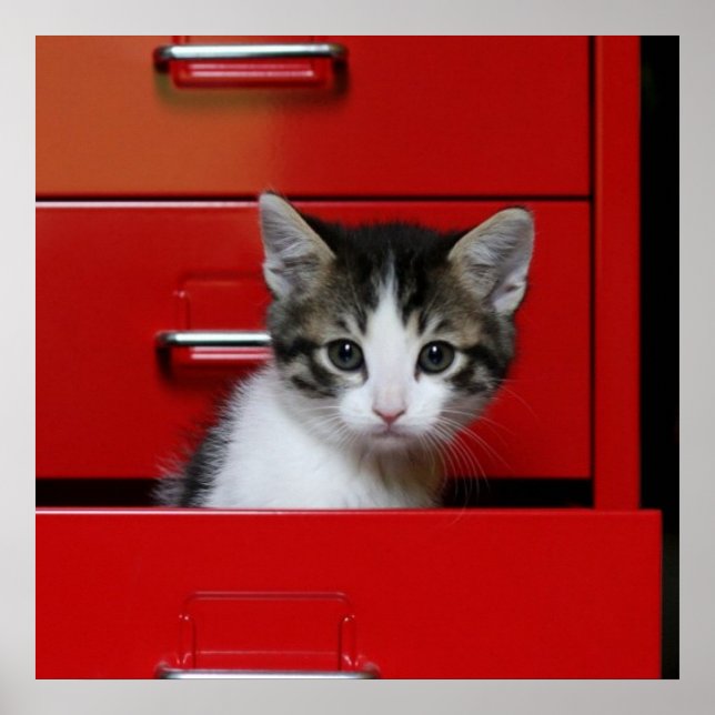 Poster Kitten Peeking (Devant)
