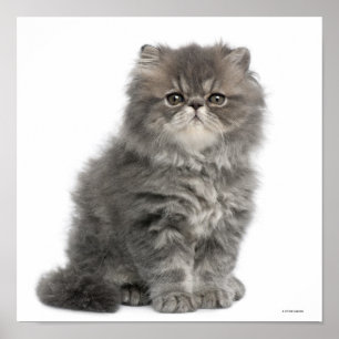Poster Kitten persan (2 mois) assis