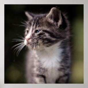 Poster Kitten Standing Tall