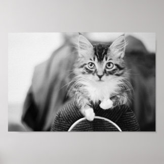 Poster Kitten sur chaise