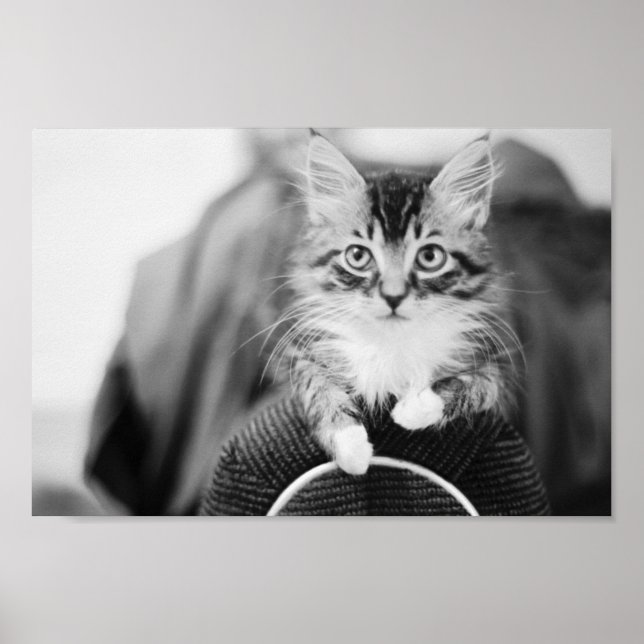 Poster Kitten sur chaise (Devant)