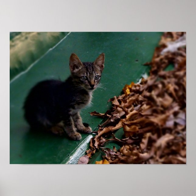 Poster Kitten sur le toit (Devant)