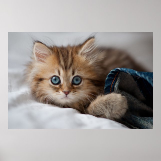 Poster Kitten With Blue Eyes (Devant)