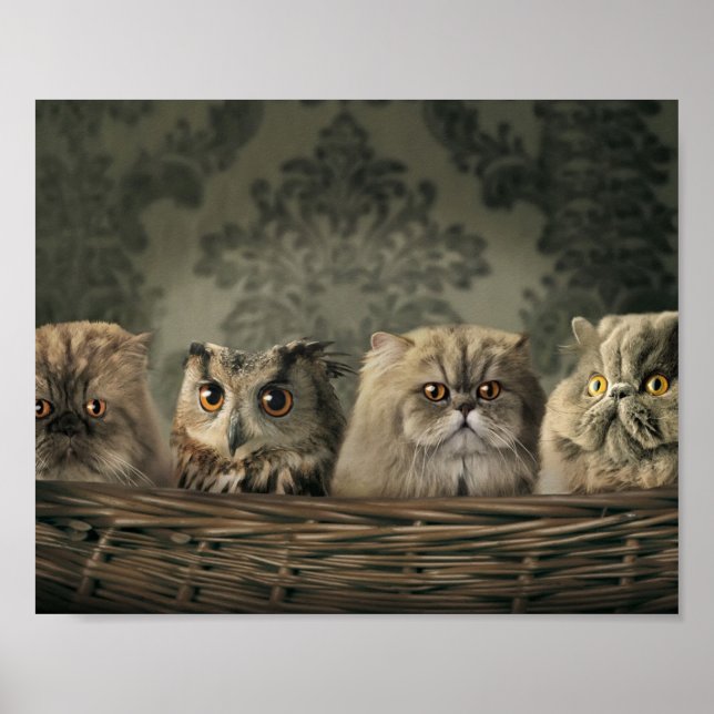 Poster Kittens (Devant)