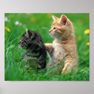 Poster Kittens