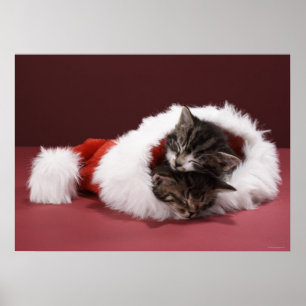 Poster Kittens asleep together in Christmas hat