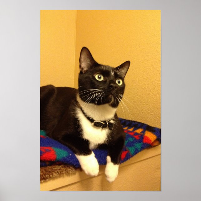 Poster Kitty (Devant)