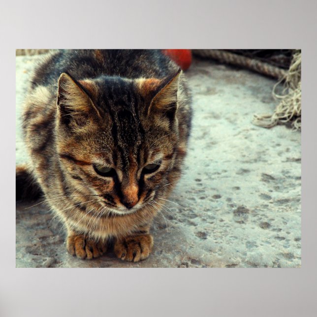 Poster Kitty (Devant)