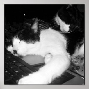 Poster Kitty Lovings...