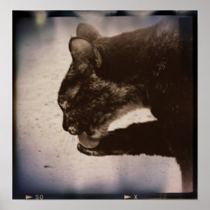 Poster Kitty Sur Film, Art numérique