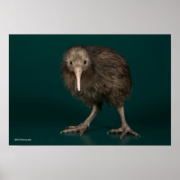 Kiwi Brown de North Island