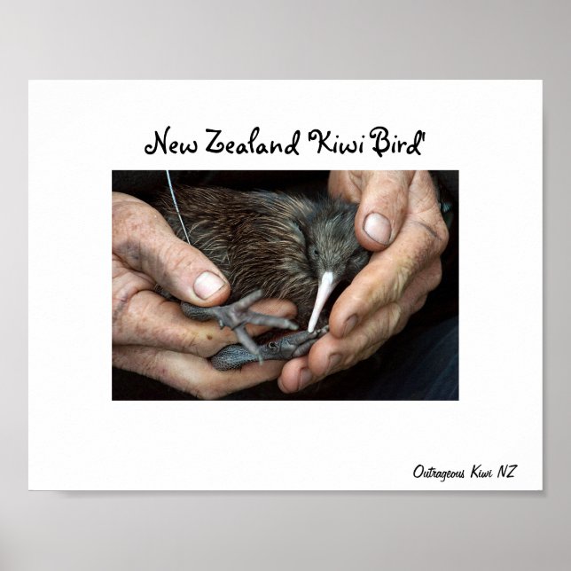 Poster Kiwi Oiseau à la main (Devant)