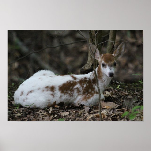Poster KMCphoto Piebald Deer (Devant)