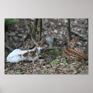 Poster KMCphoto Piebald Deer et frère