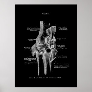 Poster Knee Joints Anatomy Art