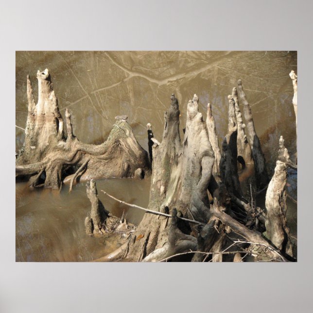 Poster Knees Cypress (Devant)