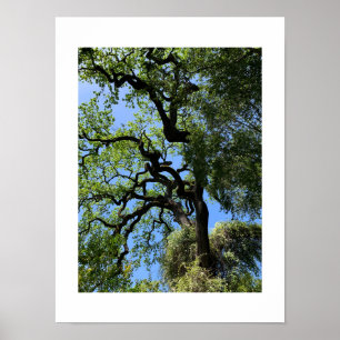 Poster Knots California Green Color Photography