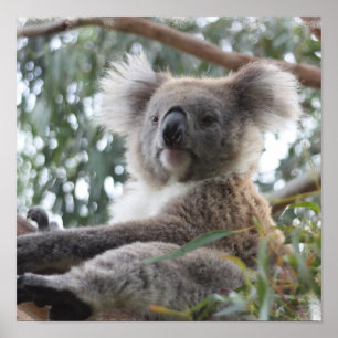 Poster Koala