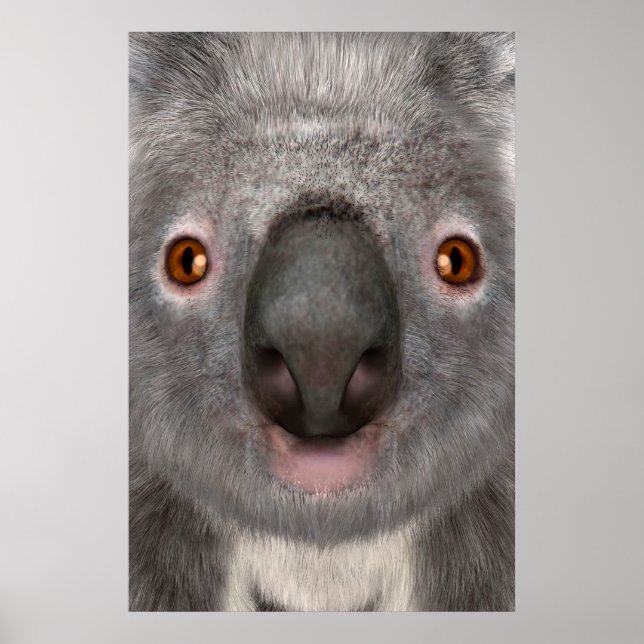 Poster Koala (Devant)