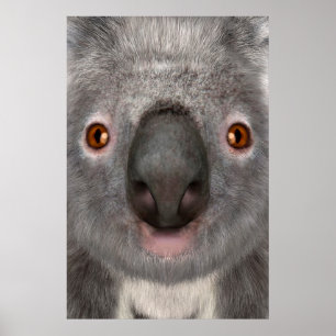 Poster Koala Bear