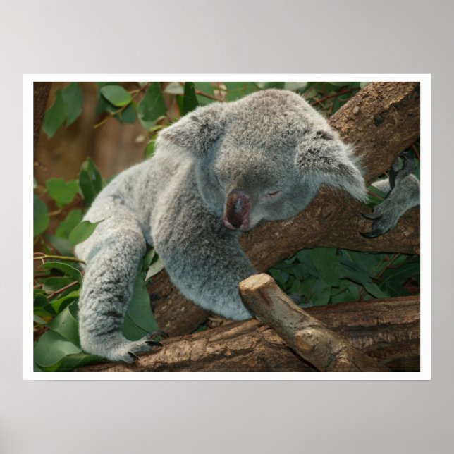 Poster Koala Bear Sleeping (Devant)