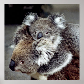 Poster Koala Bears