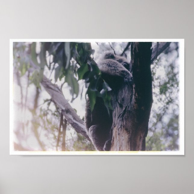 Poster Koala dans un arbre (Devant)