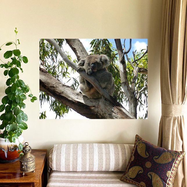Poster Koala - Dormir (Créateur téléchargé)