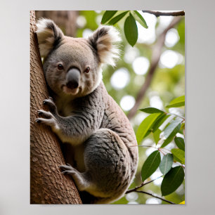 Poster Koala Escalade un arbre