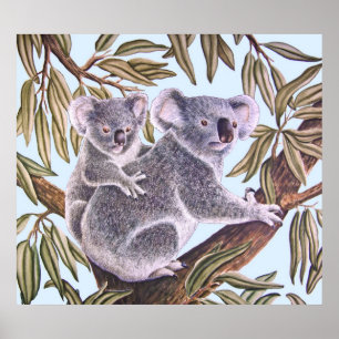 Poster Koala et bébé en Eucalyptus Tree