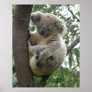 Poster Koala In Tree Australia