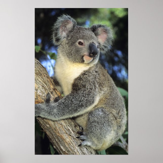 Poster Koala, Phascolarctos cinereus), Australie, (Devant)
