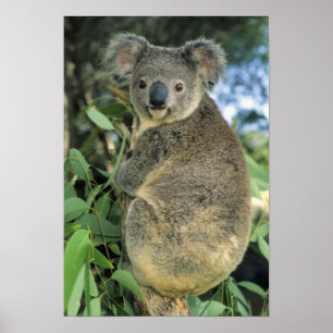 Poster Koala, Phascolarctos cinereus), endangered,