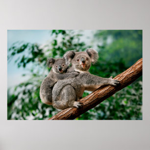 Poster Koala, phascolarctos cinereus, Femme qui vous port