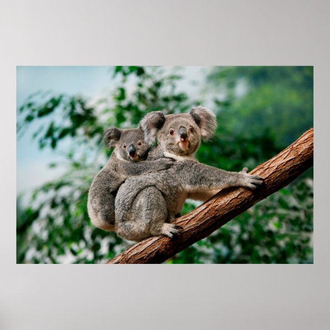 Poster Koala, phascolarctos cinereus, Femme qui vous port (Devant)