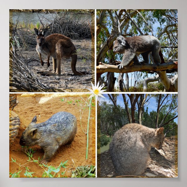 Poster Koala, Wombat, Quokka, Kangourou, (Devant)