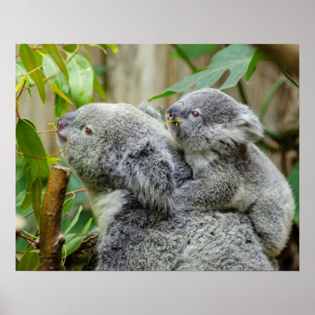 Poster Koalas (Devant)