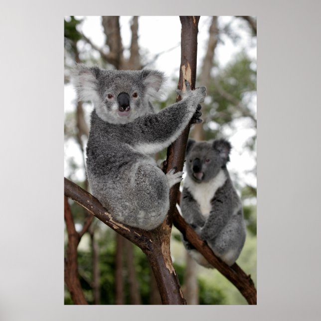 Poster Koalas dans les arbres (Devant)