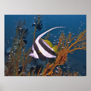 Poster Koh Lipe Banerfish