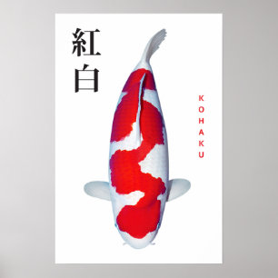 Poster Kohaku Koi Elegance