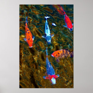 Poster Koi