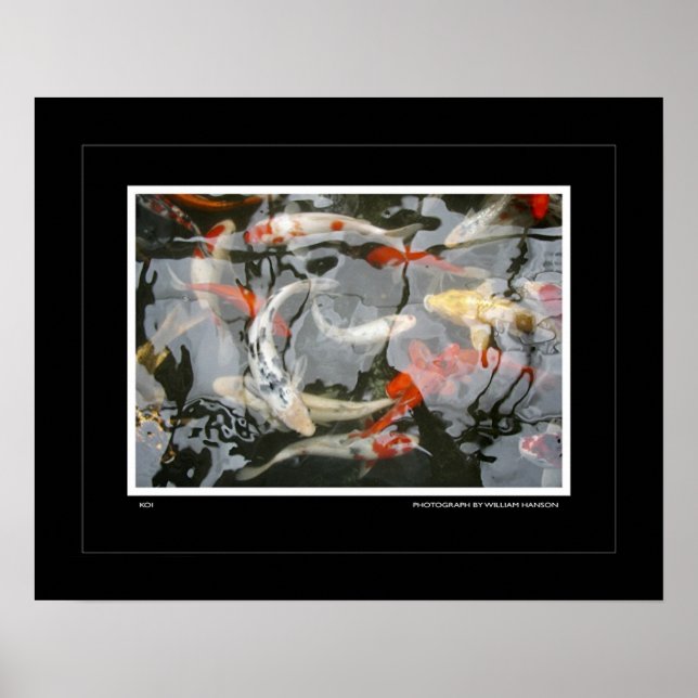 Poster Koi (Devant)