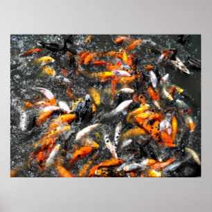 Poster Koi carp feeding frenzy
