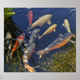 Poster Koi dans l'ombre