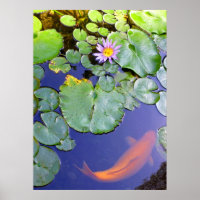 Koi et Water Lily
