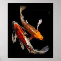 Koi Pair étonnant
