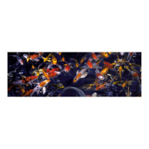 KOI POISSON SUR DÉBORDANT