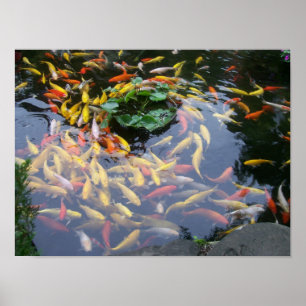 Poster Koi Splendor