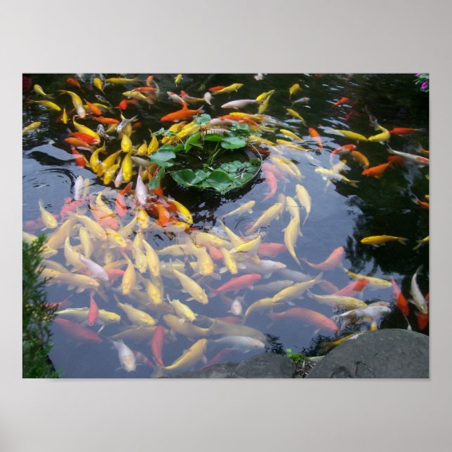 Poster Koi Splendor (Devant)